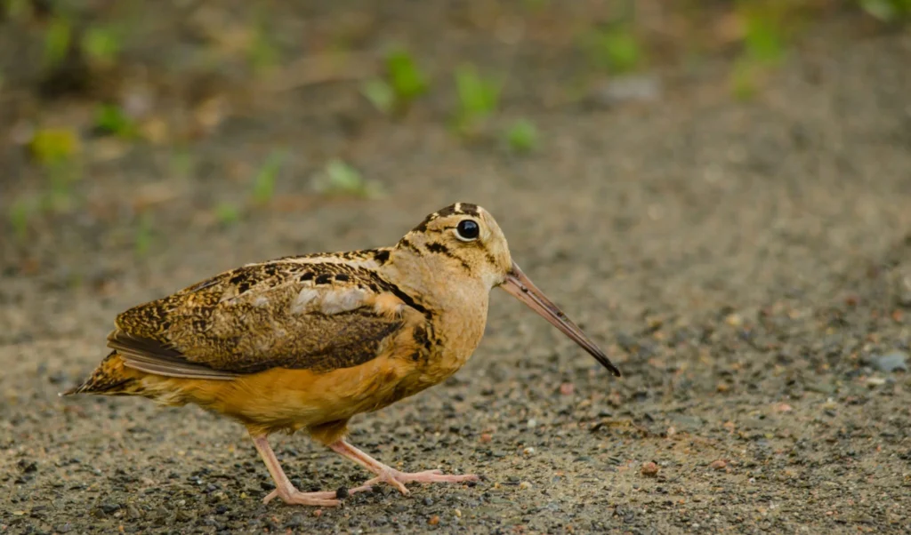 American woodcock