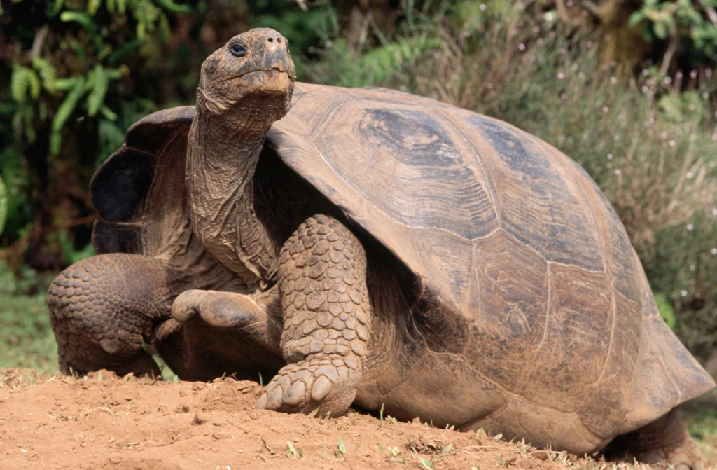 Giant tortoise