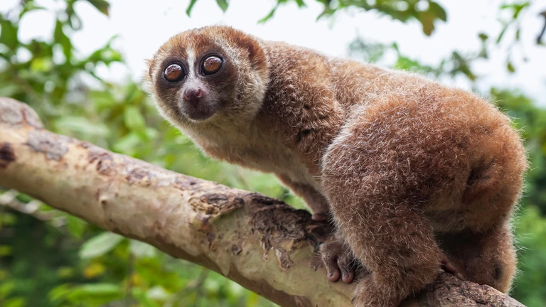 Slow Loris