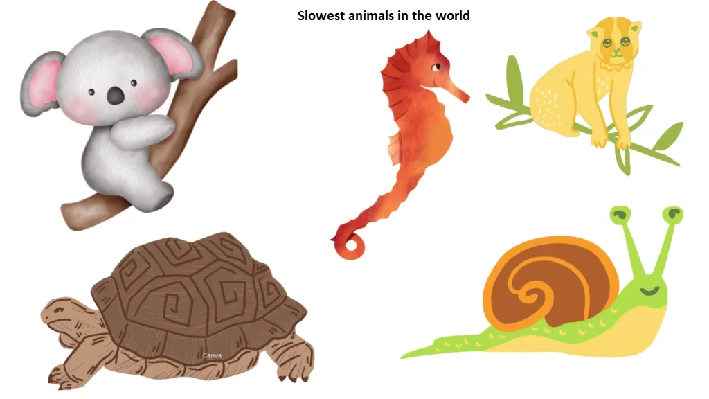 Slowest animals in the world