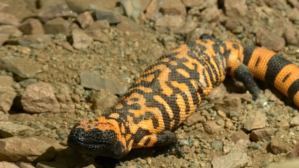 Gila monster