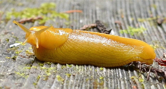 Banana Slug